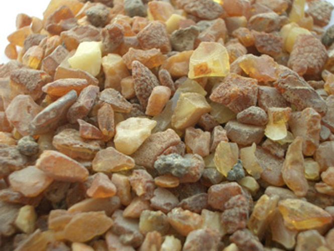 Hovedbilde rav