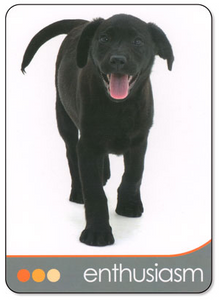 Hovedbilde Dog Wisdom Cards - Tony ...