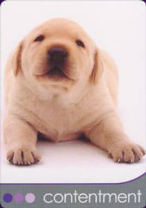 Hovedbilde Dog Wisdom Cards - Tony ...